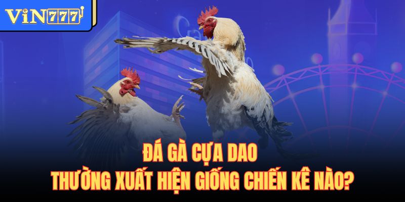 Đá gà cựa dao thường xuất hiện giống chiến kê nào?