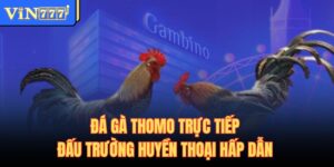 Đá Gà Thomo Trực Tiếp