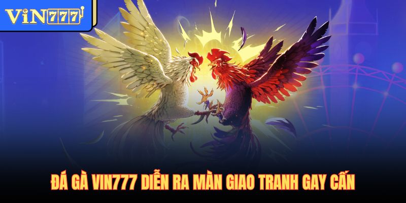 Đá gà Vin777 diễn ra màn giao tranh gay cấn